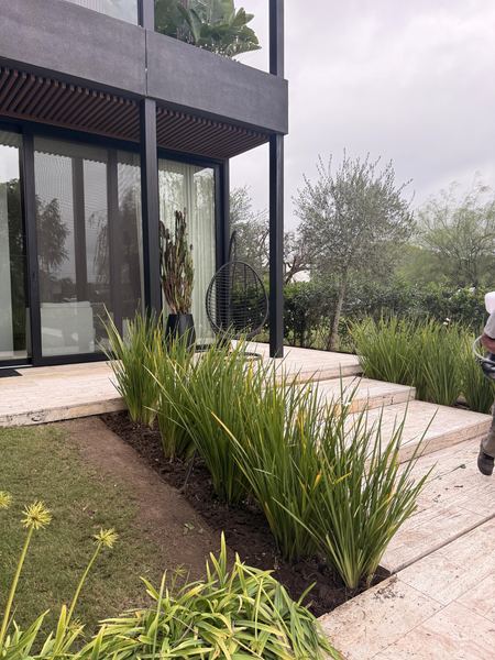 Cantero con matas de dietes junto a una escalinata de travertino