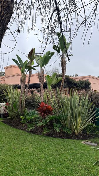 Cantero curvo con aves del paraíso, formios y plantas de follaje rojo