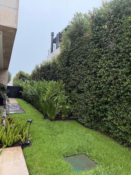Muro cubierto de jazmín y cantero con plantas de follaje