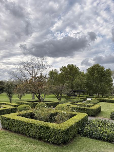 Jardín de estilo francés con canteros de boj y rosales blancos bajo un cielo nublado