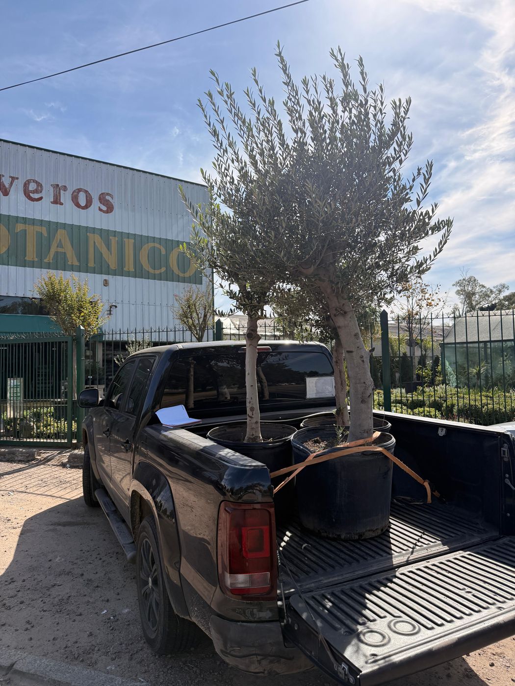 Olivo cargado en la camioneta para llevarlo desde el vivero al jardín