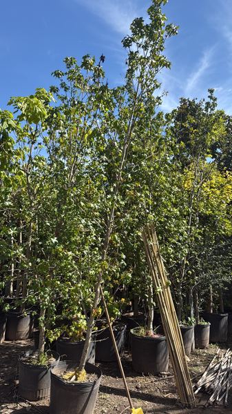 Árboles jóvenes en el vivero listos para plantar