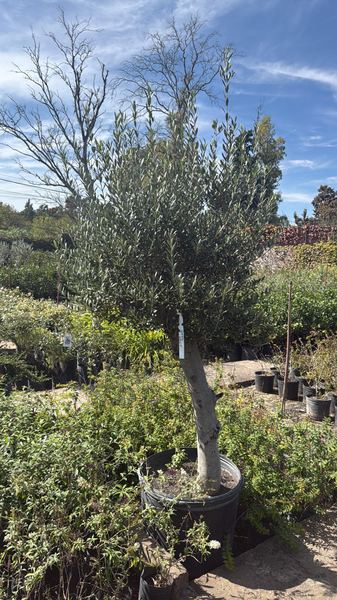 Olivo en maceta elegido en el vivero