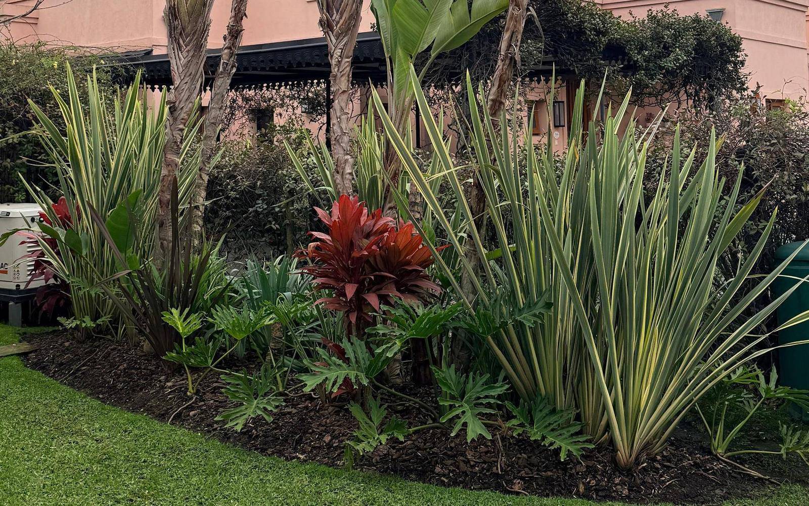 Cantero curvo con formios, plantas de follaje rojo y helechos sobre césped