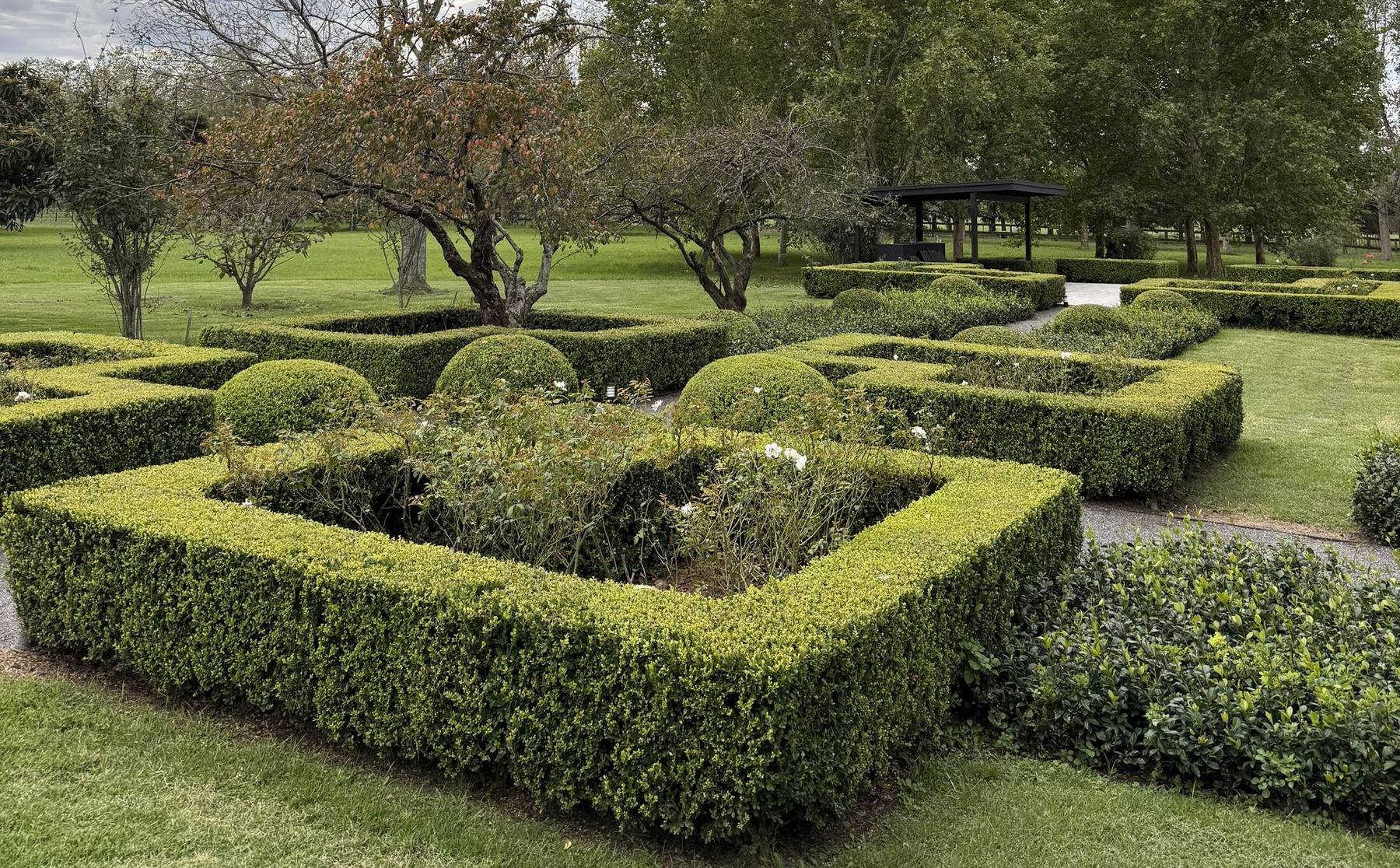 Jardín con borduras de boj recortadas en forma geométrica, rosales blancos y árboles al fondo